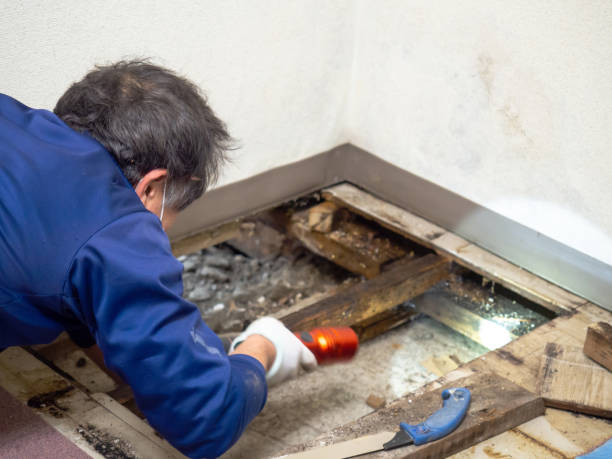 West Pelzer, SC Mold Remediation Company
