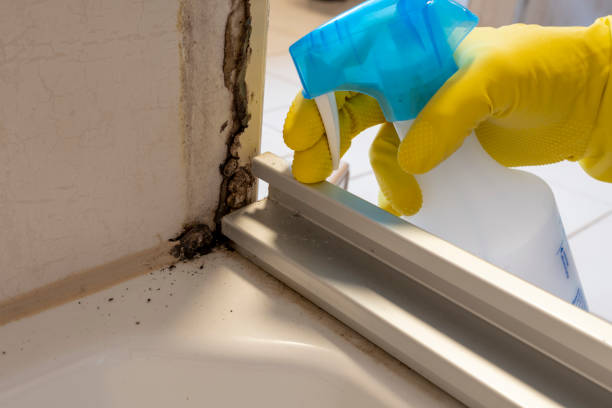 Best White Mold Remediation in West Pelzer, SC
