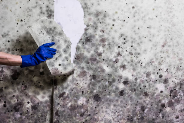 Best Basement Mold Remediation in West Pelzer, SC
